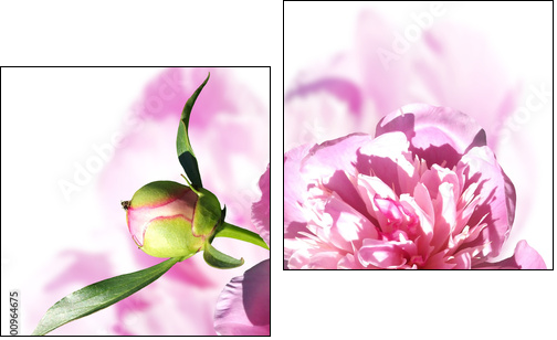 Peony on a white background. Isolated  - Two-piece canvas print, Diptych