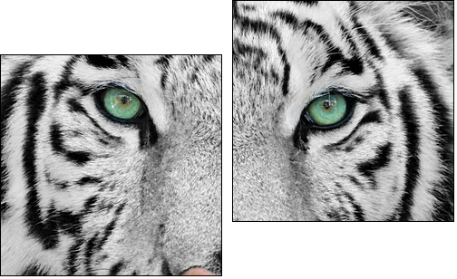 white tiger - Two-piece canvas print, Diptych