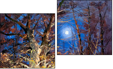 Night wood - Two-piece canvas print, Diptych