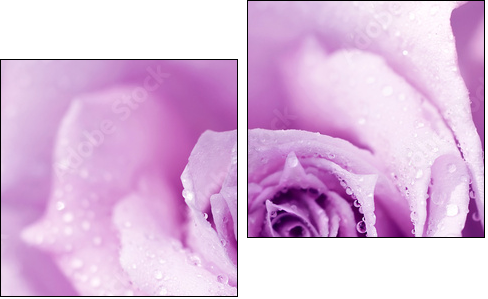 Purple wet rose background - Two-piece canvas print, Diptych
