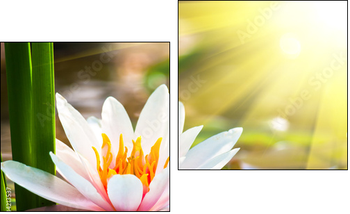 beautiful water lily in the light - Two-piece canvas print, Diptych