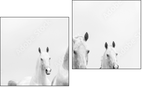 white horses in dust - Two-piece canvas print, Diptych