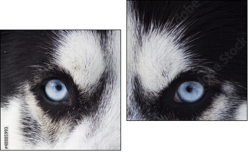 Close up on blue eyes of husky - Two-piece canvas print, Diptych