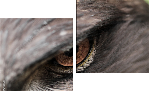 Steppe Eagle - Two-piece canvas print, Diptych