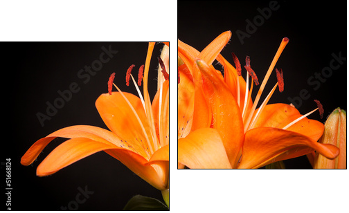 lilies on a black background - Two-piece canvas print, Diptych