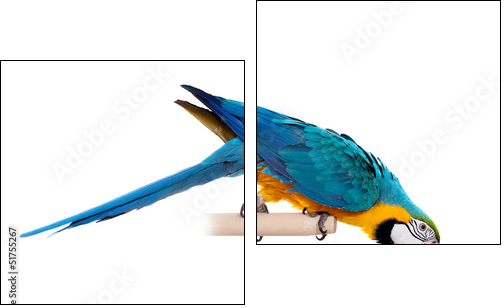 Blue and Yellow Macaw (Ara Ararauna) on white - Two-piece canvas print, Diptych