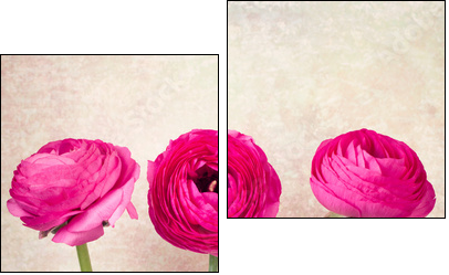 Three single ranunculus flowers on vintage background - Two-piece canvas print, Diptych
