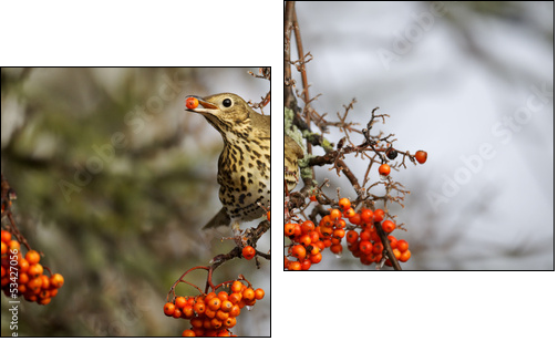Song thrush, Turdus philomelos - Two-piece canvas print, Diptych