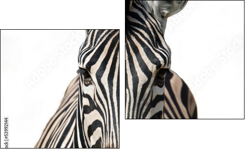 Isolated zebra - Two-piece canvas print, Diptych