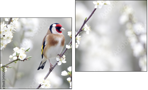 Goldfinch, Carduelis carduelis - Two-piece canvas print, Diptych
