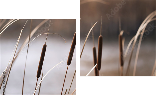 Reeds in Autumn - Two-piece canvas print, Diptych