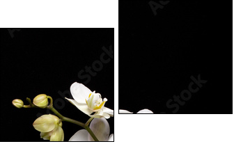 White orchid isolated on black - Two-piece canvas print, Diptych