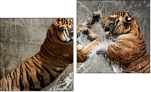 Tiger Battle - Two-piece canvas print, Diptych
