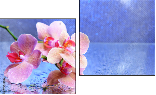 Beautiful blooming orchid with water drops - Two-piece canvas print, Diptych