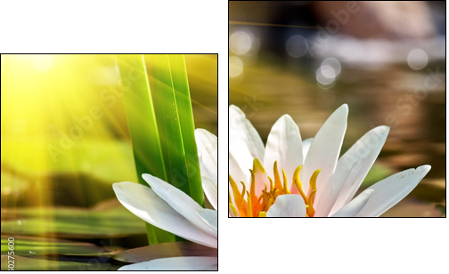 water lily - Two-piece canvas print, Diptych