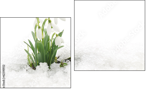 Snowdrops and Snow - Two-piece canvas print, Diptych