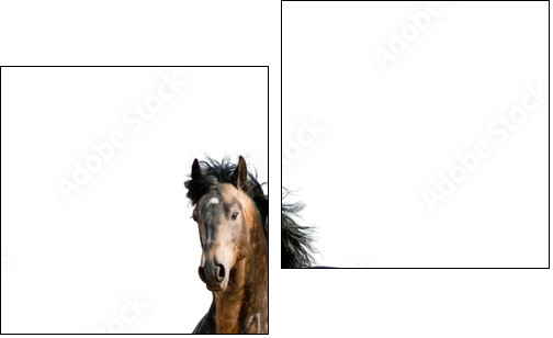 Stallion on a white - Two-piece canvas print, Diptych