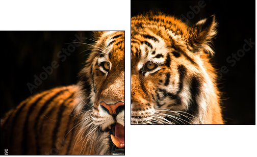 Beautiful tiger against dark background - Two-piece canvas print, Diptych