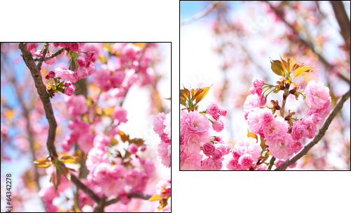 Sakura. Cherry Blossom in Springtime, Beautiful Pink Flowers - Two-piece canvas print, Diptych