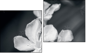 white oleander - Two-piece canvas print, Diptych