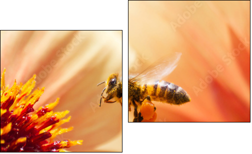 Honeybee - Two-piece canvas print, Diptych