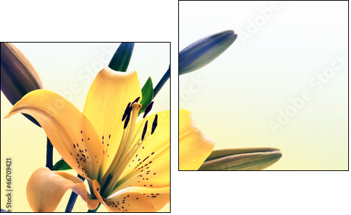 Yellow lily - Two-piece canvas print, Diptych