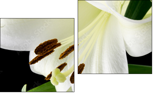 Close up of a beautiful white lily - Two-piece canvas print, Diptych