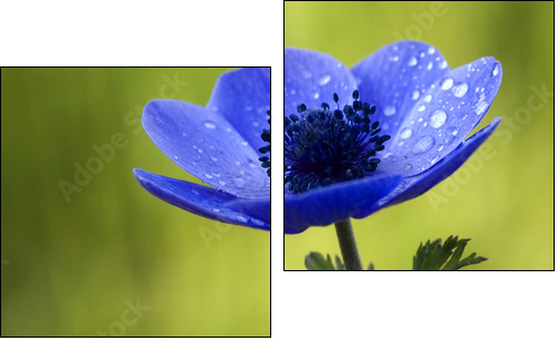 Blue Anemone Flower with Waterdrops - Two-piece canvas print, Diptych