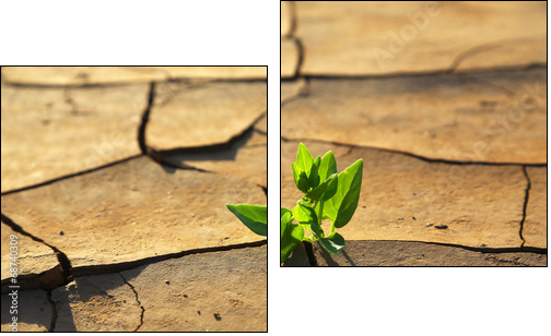 Plant growing through dry cracked soil - Two-piece canvas print, Diptych
