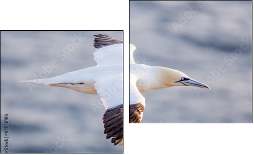 Northern gannet in flight, Cape St. Mary 's, Newfoundland - Two-piece canvas print, Diptych
