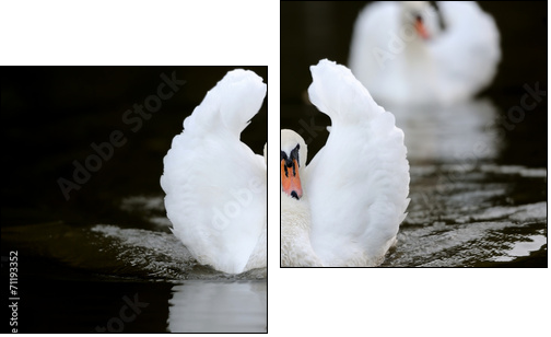 Swan in the lake - Two-piece canvas print, Diptych