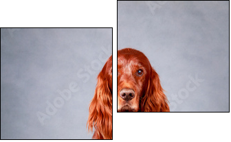 Red irish setter dog - Two-piece canvas print, Diptych