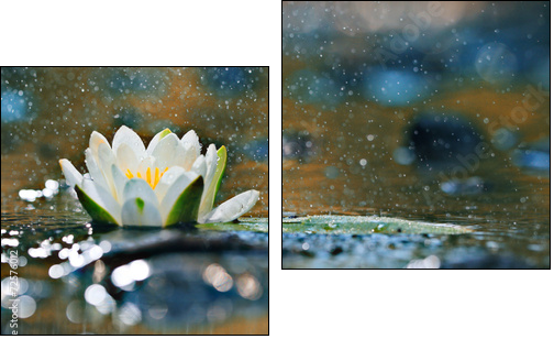 lily pads on the water - Two-piece canvas print, Diptych