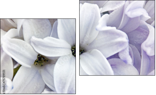 Hyacinth closeup - Two-piece canvas print, Diptych