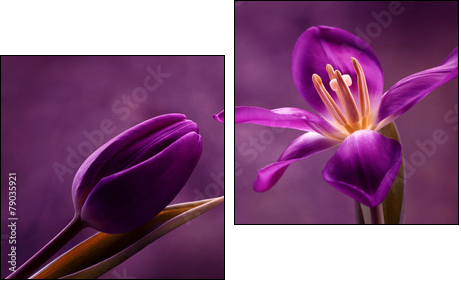 Tulipany - Two-piece canvas print, Diptych