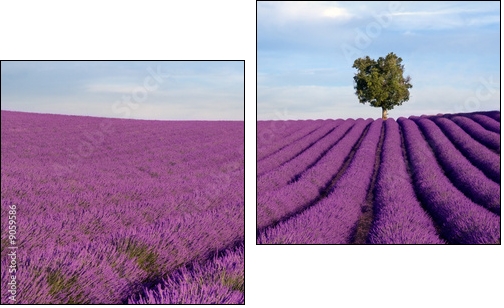 Rich lavender field in Provence with a lone tree - Two-piece canvas print, Diptych
