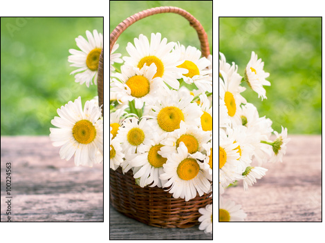 Spring flowers - Daisy flowers in the basket - Three-piece canvas print, Triptych