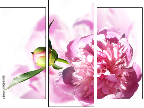 Peony on a white background. Isolated  - Three-piece canvas print, Triptych