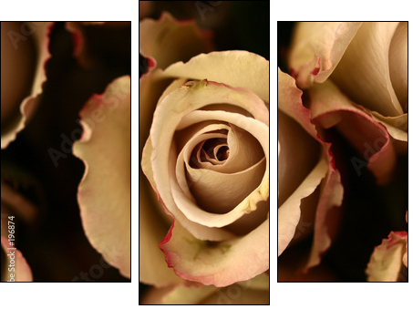roses flower closeup - Three-piece canvas print, Triptych
