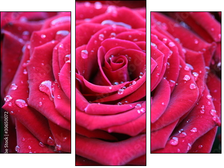 Red rose with dew - Three-piece canvas print, Triptych