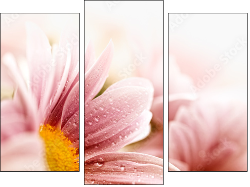 Beautiful daisy flowers closeup - Three-piece canvas print, Triptych