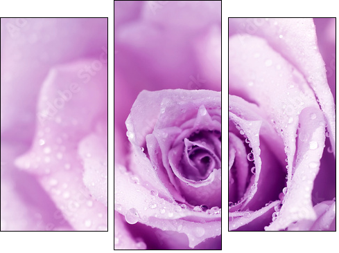 Purple wet rose background - Three-piece canvas print, Triptych