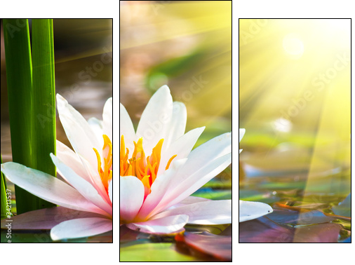 beautiful water lily in the light - Three-piece canvas print, Triptych