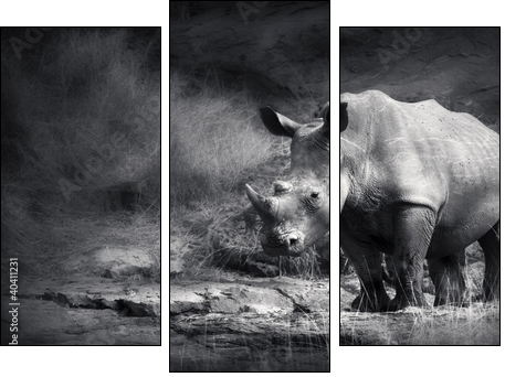White Rhinoceros - Three-piece canvas print, Triptych