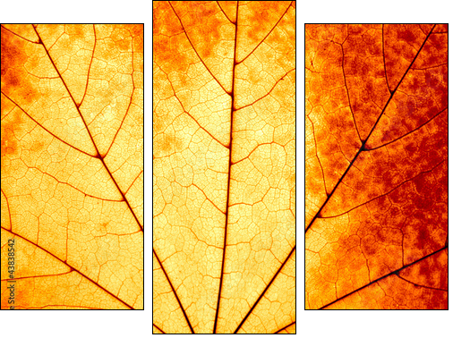 Autumnal background - macro of a colorful maple leaf - Three-piece canvas print, Triptych