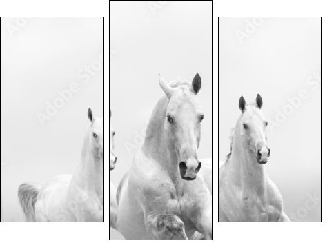 white horses in dust - Three-piece canvas print, Triptych