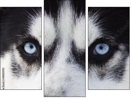 Close up on blue eyes of husky - Three-piece canvas print, Triptych
