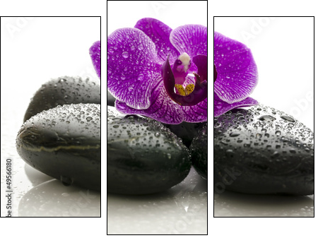 Violet orchid on black spa stones with water drops - Three-piece canvas print, Triptych
