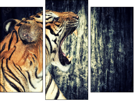 Tiger against grunge wall - Three-piece canvas print, Triptych