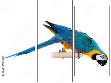 Blue and Yellow Macaw (Ara Ararauna) on white - Three-piece canvas print, Triptych